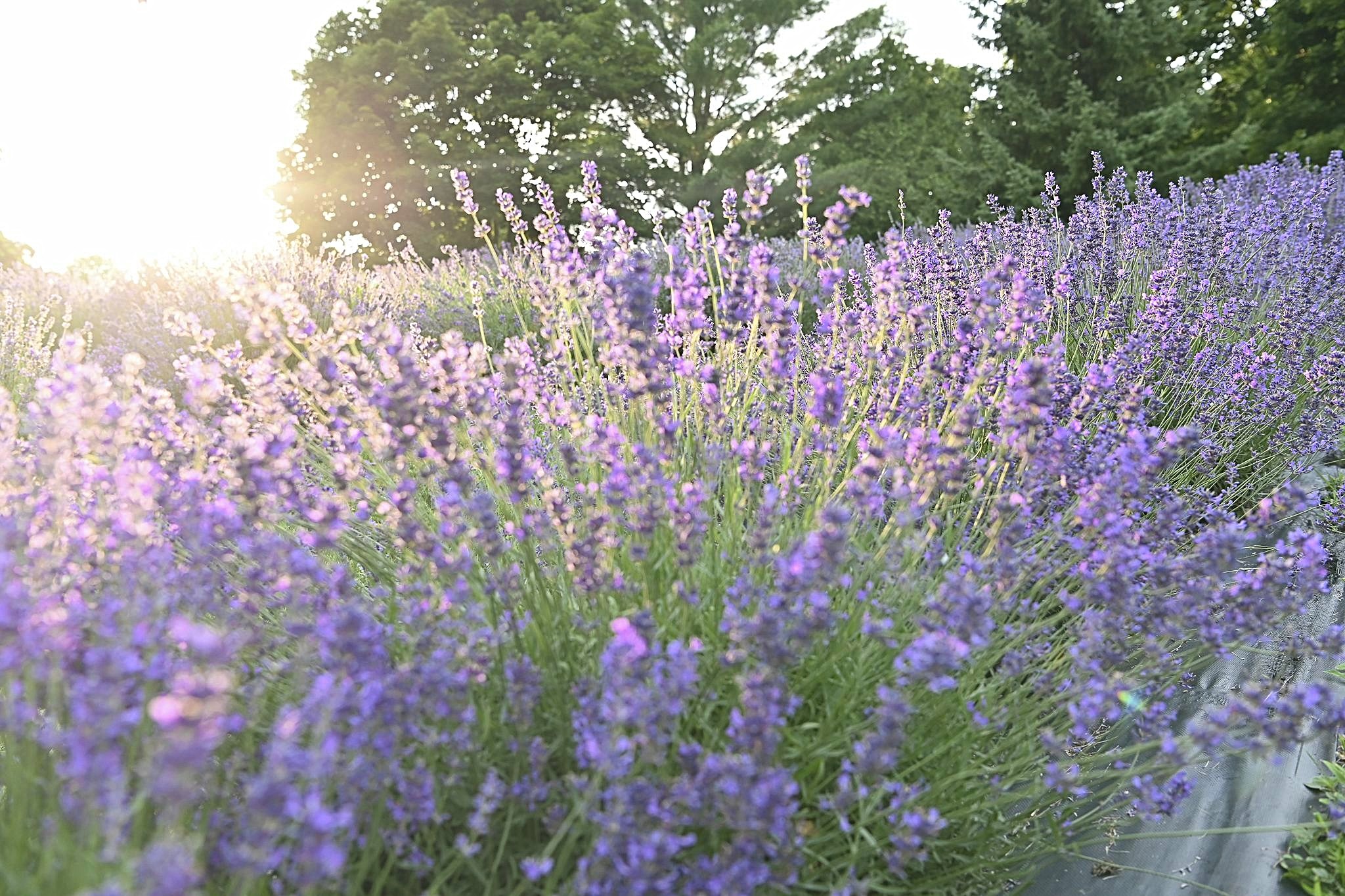 Vive Lavender Farm uses digital presence to offer sneak peek of hidden